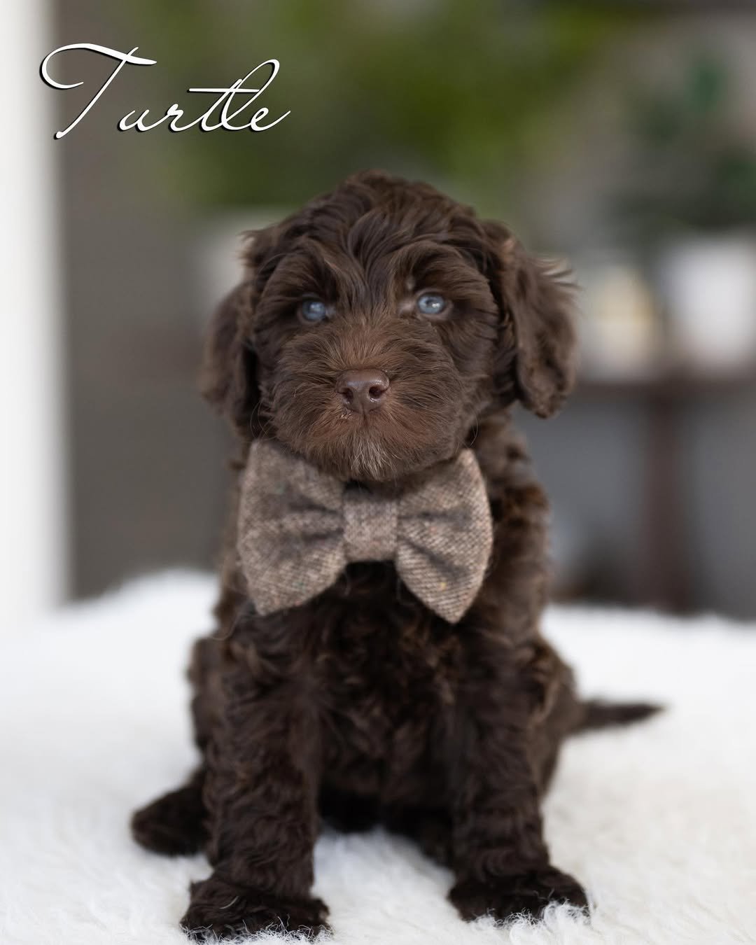 Bear, a male Labradoodle puppy (9 Weeks Old) available for adoption at Furry Friends HQ