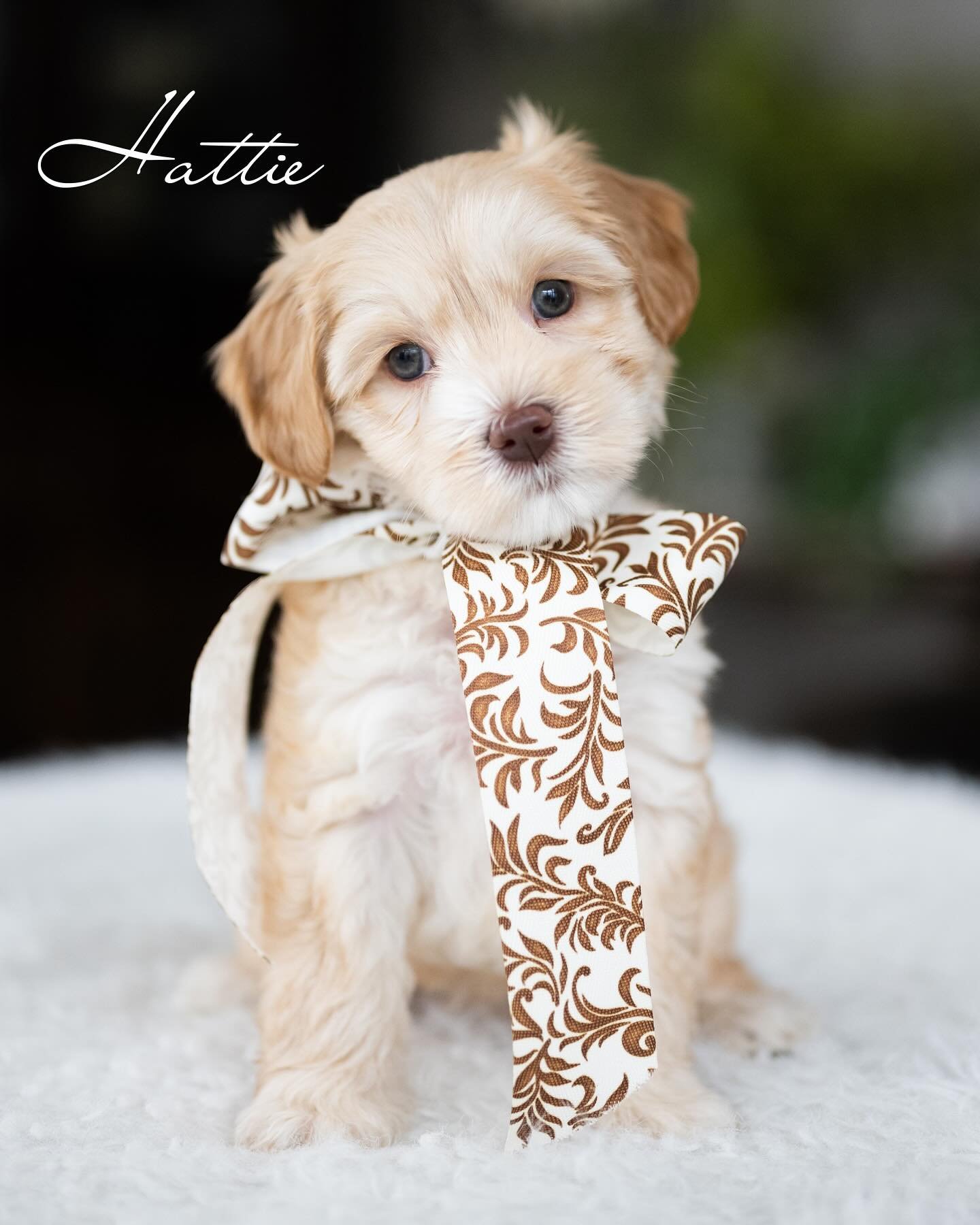 Bella, a female Mini Labradoodle puppy (8 Weeks Old) available for adoption at Furry Friends HQ