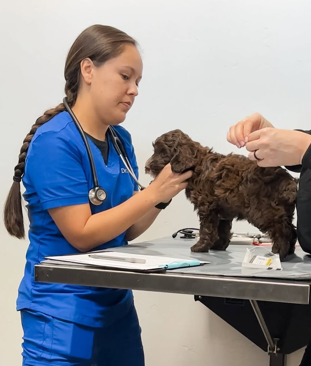 Breeder reviewing health testing documentation for parent dogs