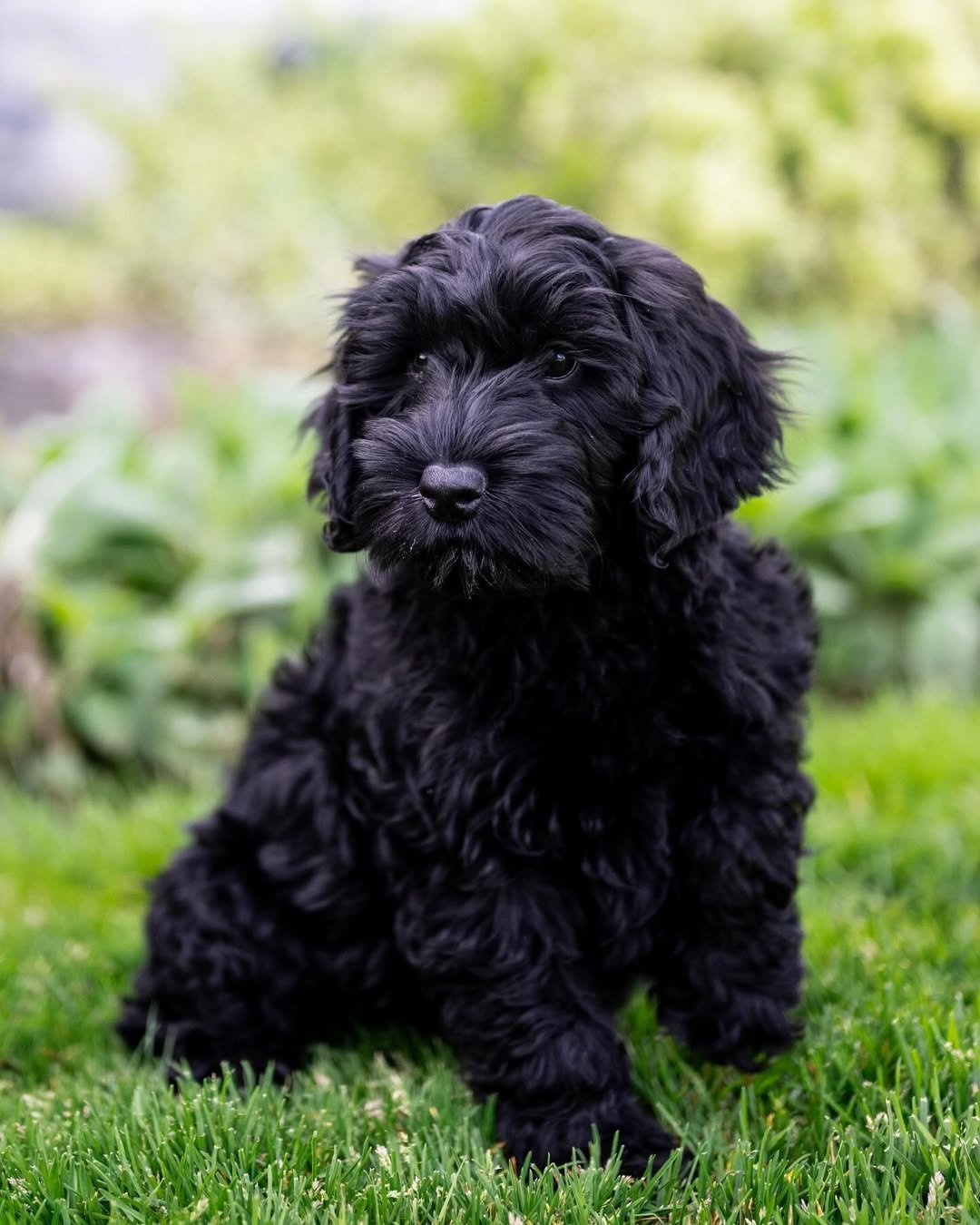 Chester, a male Labradoodle puppy (9 Wks, Chocolate) available for adoption at Furry Friends HQ