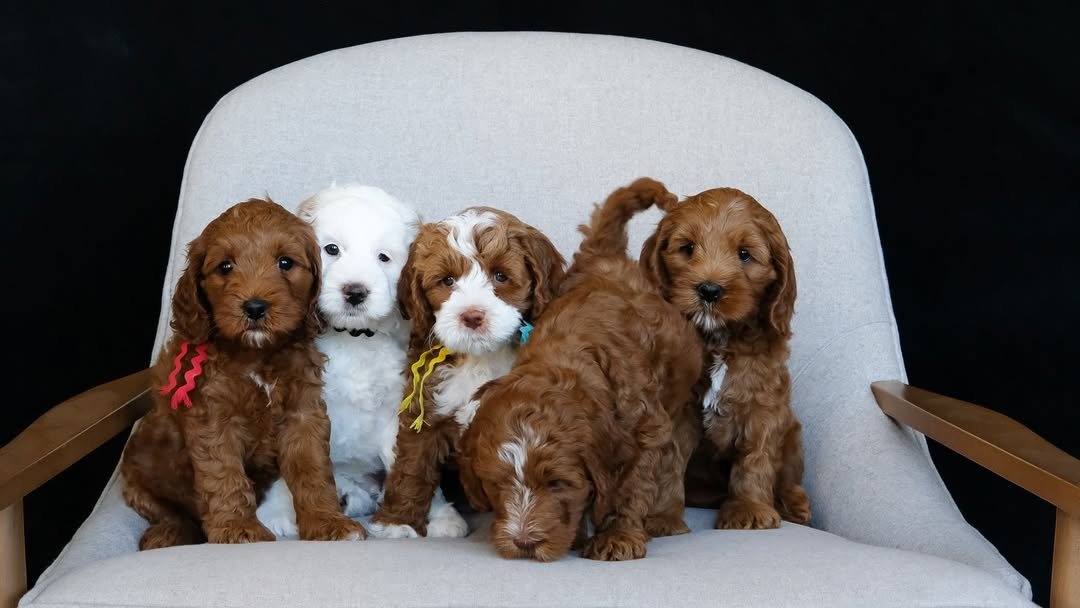 Doodle puppies resting in a clean, ethical breeding environment