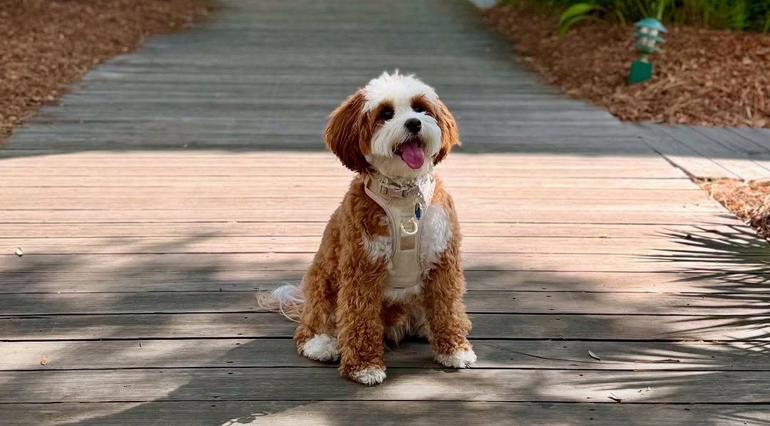The farmhouse where Furry Friends HQ raises its doodle litters