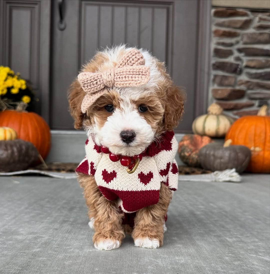 White and apricot Goldendoodle puppy wearing a sweater and bow on a front porch with pumpkins and seasonal decor looking calm and curious