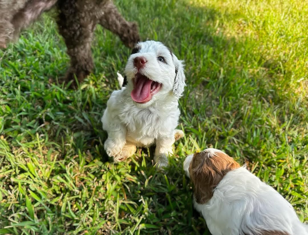 Labradoodle running to catch a ball outdoors