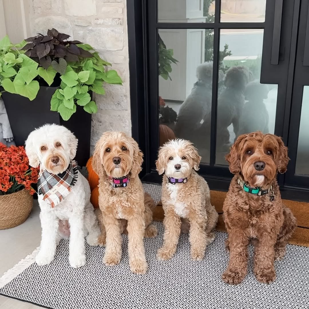 Labradoodle relaxing happily with a family