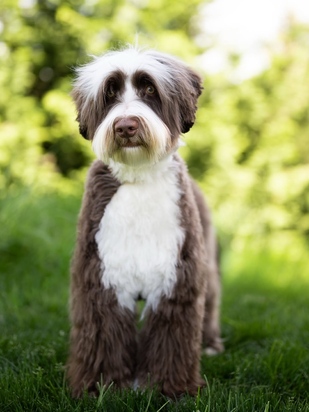 Labradoodle with a wavy coat standing for a full body shot
