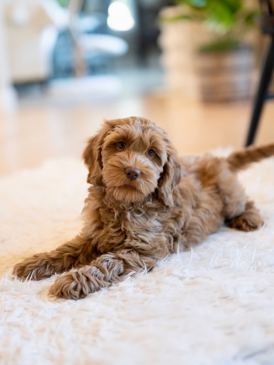Fluffy brown Labradoodle puppy resting on a plush rug in a bright home interior