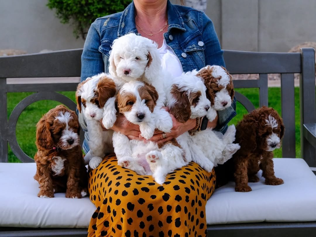 New puppy welcome kit with toys, food and a leash