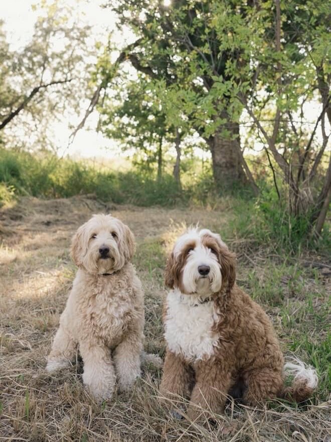 Two fluffy Goldendoodle puppies sitting together on dry grass under trees in a calm outdoor setting, looking toward the camera with a gentle friendly expression
