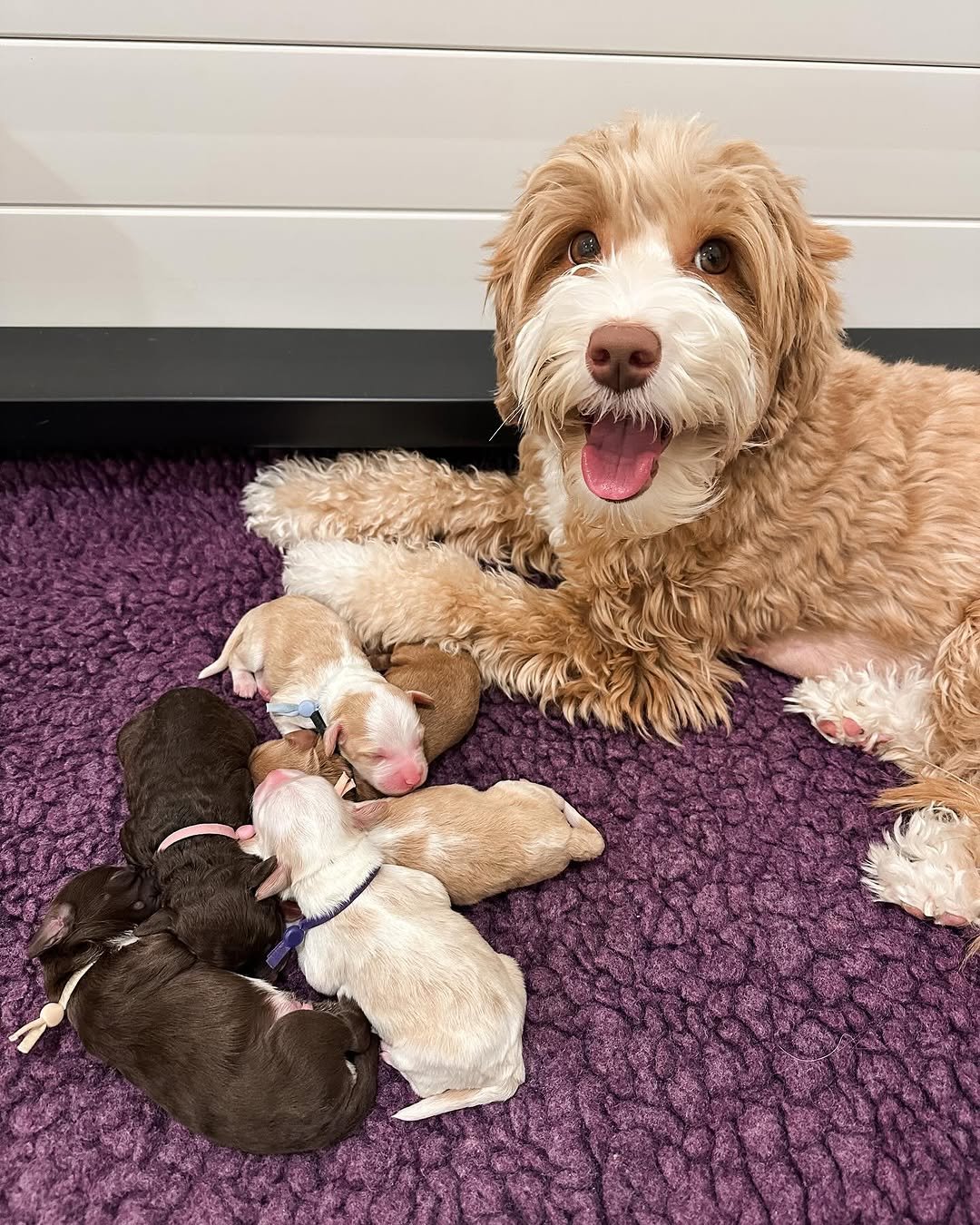 Breeder holding a healthy doodle puppy born at a responsible breeding program