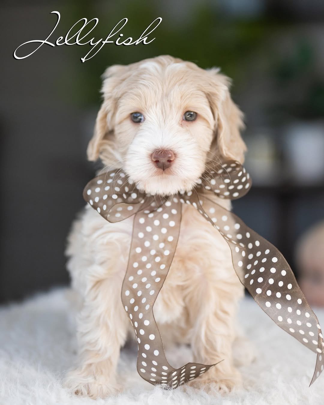 Rosie, a female Labradoodle puppy (10 Wks, Cream) available for adoption at Furry Friends HQ