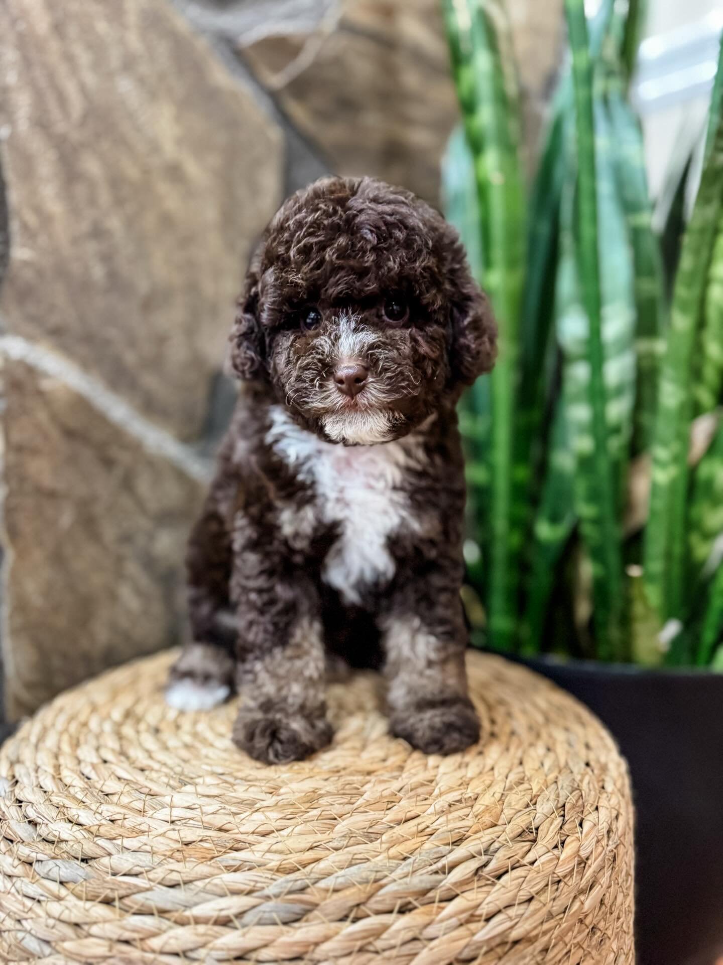 Toy size doodle sitting on its owner's lap showing its small size