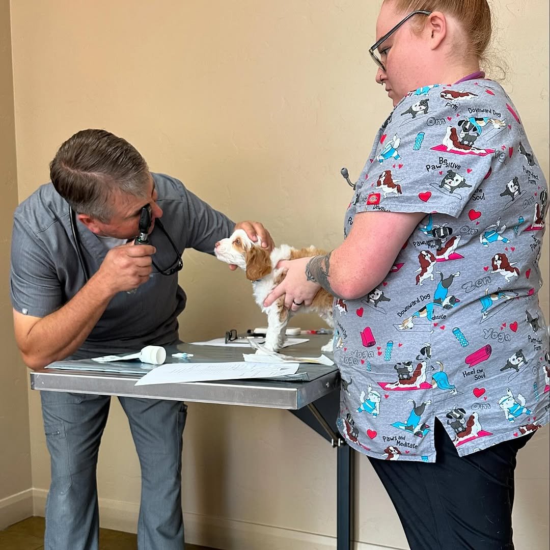 Veterinarian examining a doodle puppy during its health check